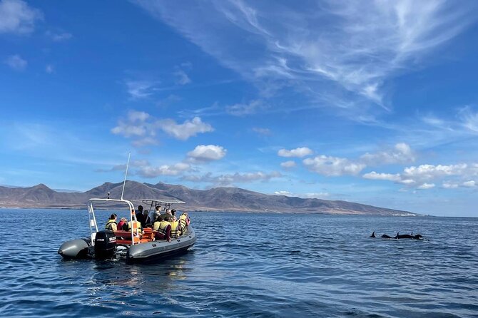 2h Dolphin and Whale Viewing + Snorkeling Tour - Quick hits to know before you go