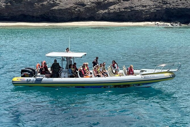 2h Dolphin and Whale Viewing + Snorkeling Tour - Small-group speedboat: the vibe onboard and what to expect