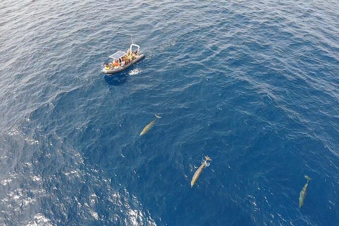 2h Dolphin and Whale Viewing + Snorkeling Tour - What sightings look like: dolphins, whales, and even flying fish