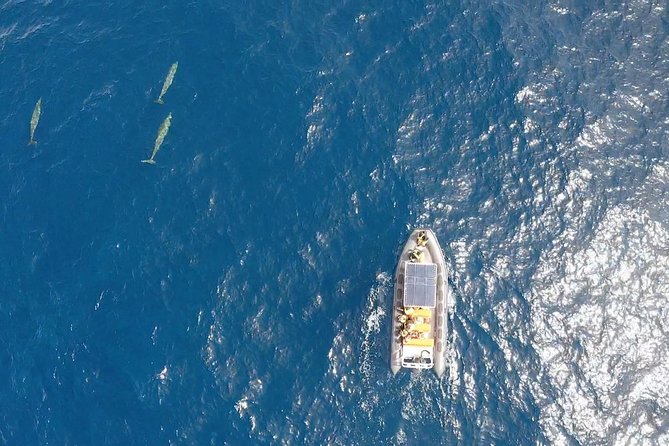 2h Dolphin and Whale Viewing + Snorkeling Tour - Sea sickness and the wet-and-wild reality of a speedboat