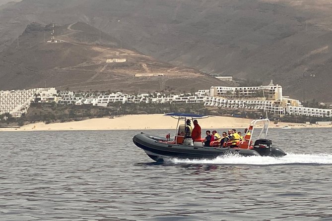 2h Dolphin and Whale Viewing + Snorkeling Tour - Price and value: is $62.88 for 2 hours worth it?
