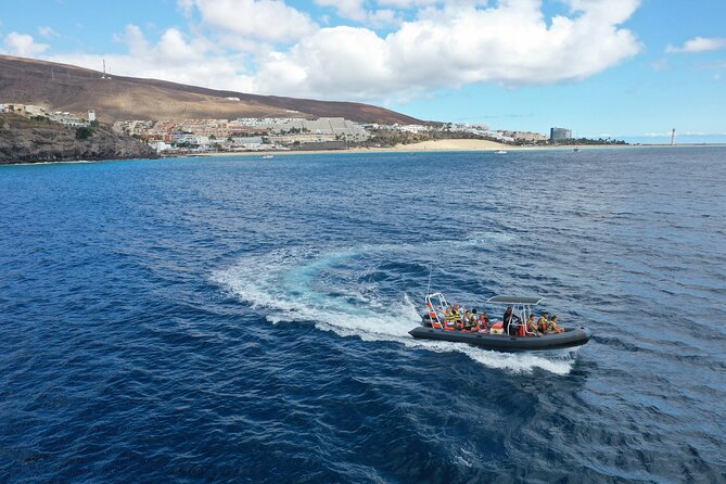 2h Dolphin and Whale Viewing + Snorkeling Tour - The 2-hour plan: how the coastline hunt and snorkeling fit together