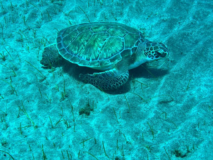 Abades: Guided Snorkeling Tour with Photos - Snorkeling off Playa Abades: what the 2-hour outing feels like