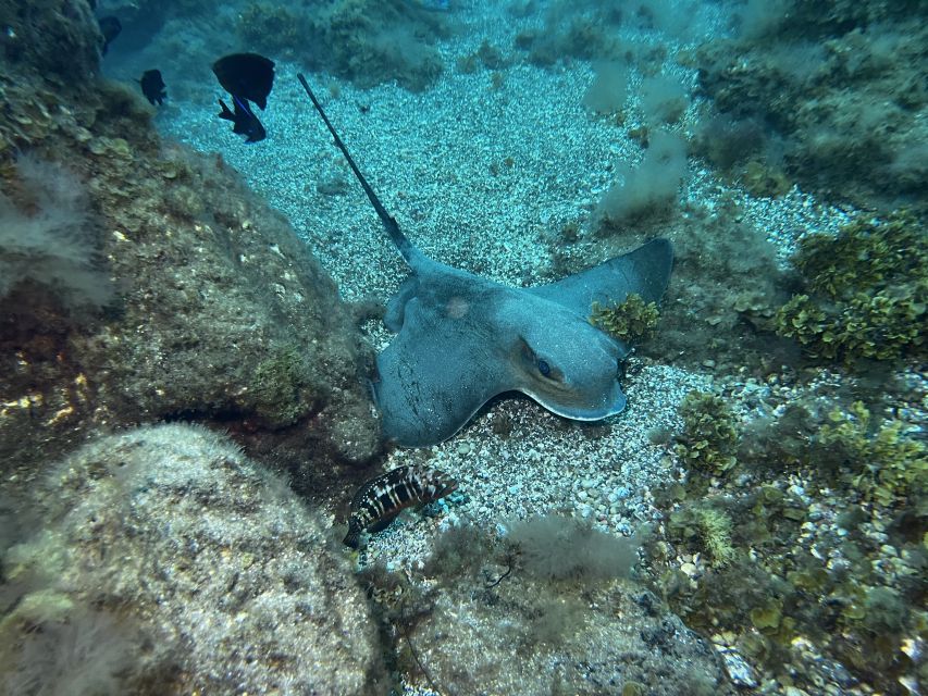 Abades: Guided Snorkeling Tour with Photos - Turtle, stingray, and octopus chances: realistic expectations in open water