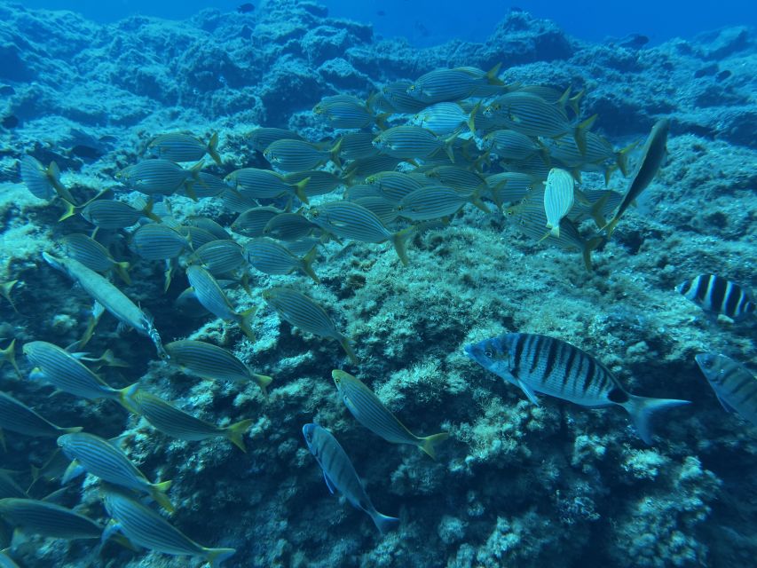 Abades: Guided Snorkeling Tour with Photos - Price and included gear: value for families on Tenerife