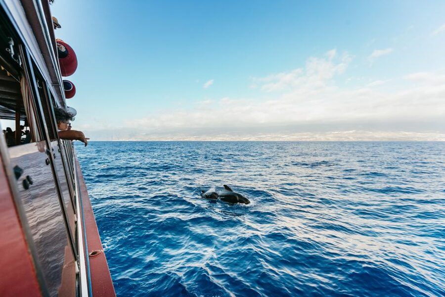 Adeje: Whale and Dolphin Watching Cruise with Lunch and Swim - Key things to know before you go