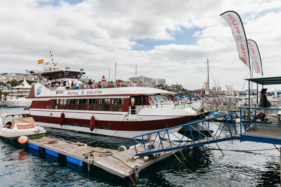 Adeje: Whale and Dolphin Watching Cruise with Lunch and Swim - The swim stop and lunch rhythm: what the time actually feels like