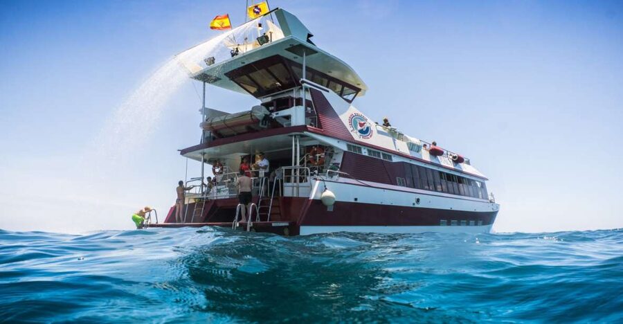 Adeje: Whale and Dolphin Watching Cruise with Lunch and Swim - Two routes on Tenerife’s southwest: Diego Hernandez Bay or Los Gigantes