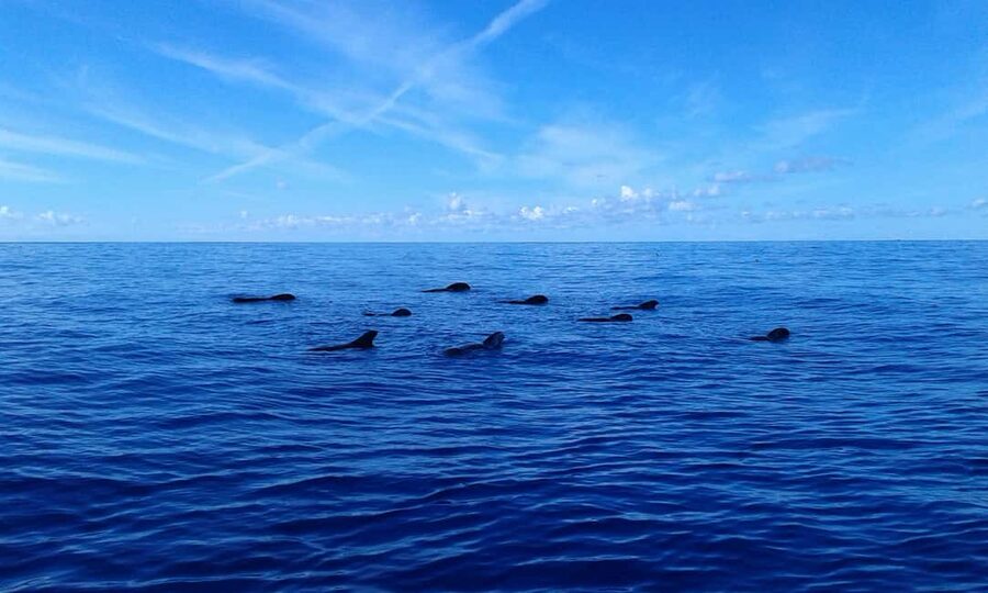 Adeje: Whale Watching, Lunch & Swim Stop at Los Gigantes - Drinks and the onboard atmosphere: from calm sailing to upbeat crew energy