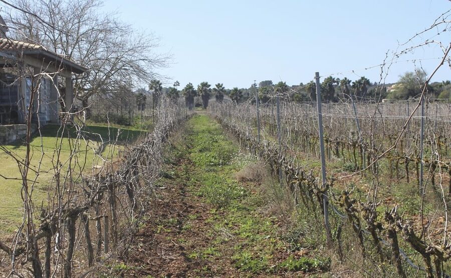 Alcúdia/Can Picafort: Guided Vineyard Visit and Wine Tasting - Key Highlights You Should Know