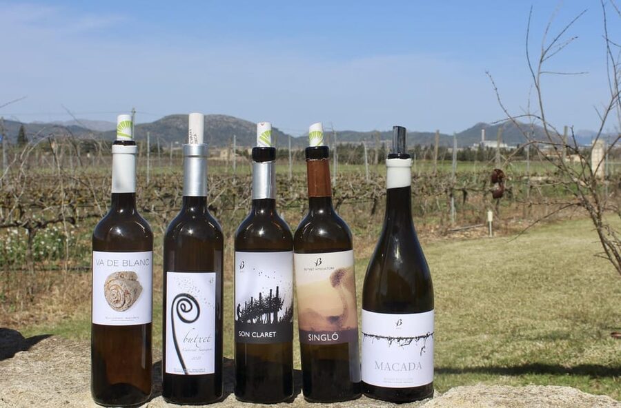 Alcúdia/Can Picafort: Guided Vineyard Visit and Wine Tasting - Vineyard Walk: Terroir Talk You Can Actually Taste