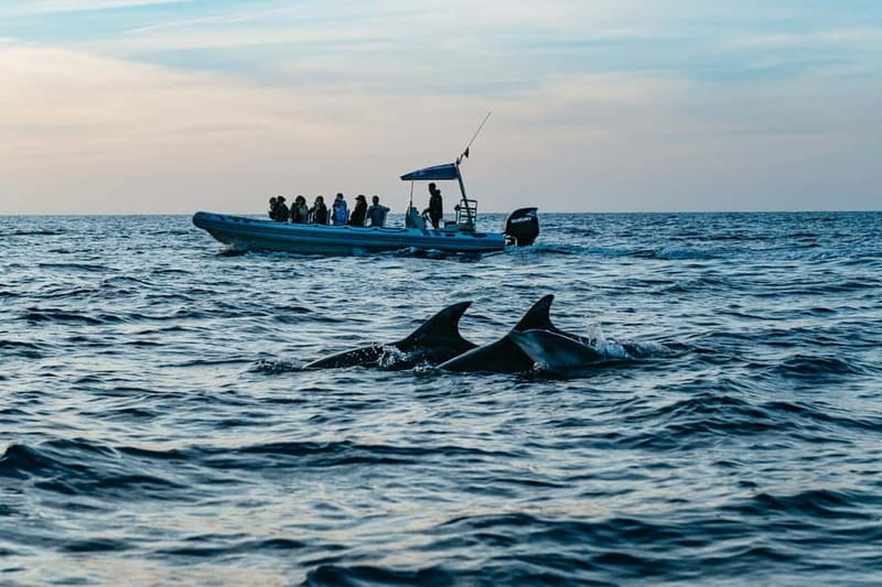 Alcudia or Can Picafort: Dolphin-Watching Cruise - Key points before you go