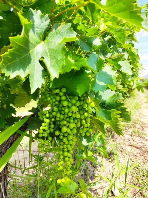 Alicante: Small-Group Countryside Wine Tour with 4 Tastings - Winery Shop and Buying Bottles Without Overthinking