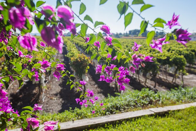 Alicante: Small-Group Countryside Wine Tour with 4 Tastings - The Winery Visit: Vineyard Walk, Cellar, and Family-Estate Stories