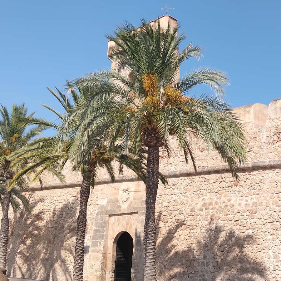 Alicante/Torrevieja: Excursion to Tabarca by ferry, Santa Pola, and Laguna Rosa - Timing reality check: enough time, but not unlimited