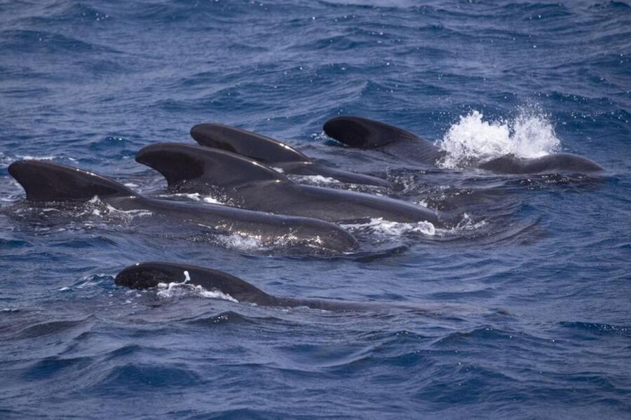 Barbate: Dolphin and Whale Watching in Cape Trafalgar - Marine Atlantes in Barbate: boarding basics that set the tone