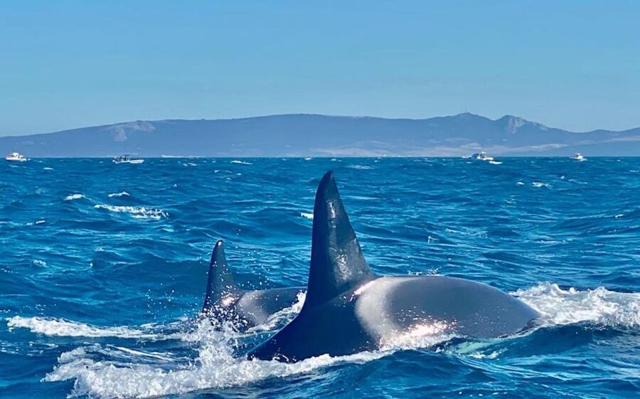 Barbate: Dolphin and Whale Watching in Cape Trafalgar - Price and value: is $53 a fair deal?