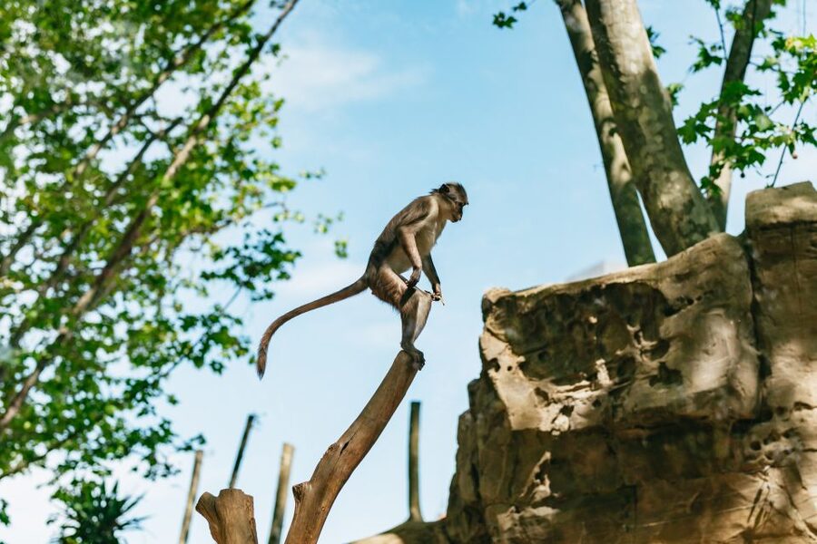 Barcelona: 1-Day Ticket to Barcelona Zoo - Barcelona Zoo ticket basics: what this 1-day pass really gives you