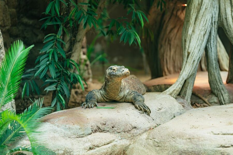 Barcelona: 1-Day Ticket to Barcelona Zoo - The big family day package: rides, trains, shops, and picnic areas