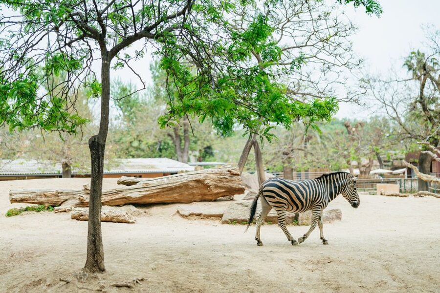 Barcelona: 1-Day Ticket to Barcelona Zoo - Opening hours by season: when you can actually plan your visit