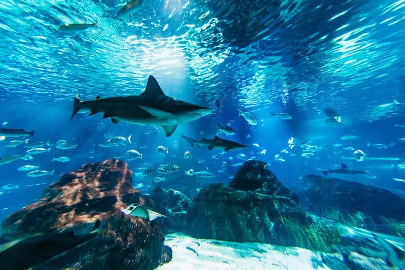 Barcelona Aquarium: Entry Ticket - Ticket Value: What Your Admission Really Buys