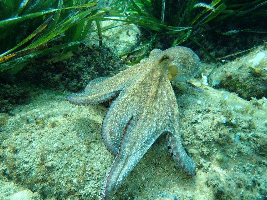 Barcelona: Costa Brava Kayak, Snorkel & Cliff Jump & Lunch - Cliff jumps for first-timers: safe, guided, and optional