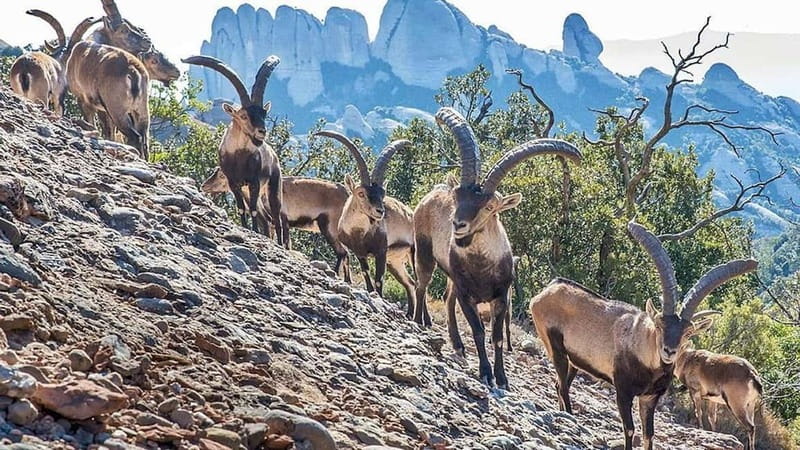 Barcelona: Montserrat Monastery and Natural Park Day Trip - Key takeaways before you go