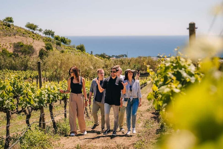 Barcelona: Sailing Cruise & Vineyard Tour with Wine Tasting - Vineyard walk and cellar tour: what the guide actually helps you notice