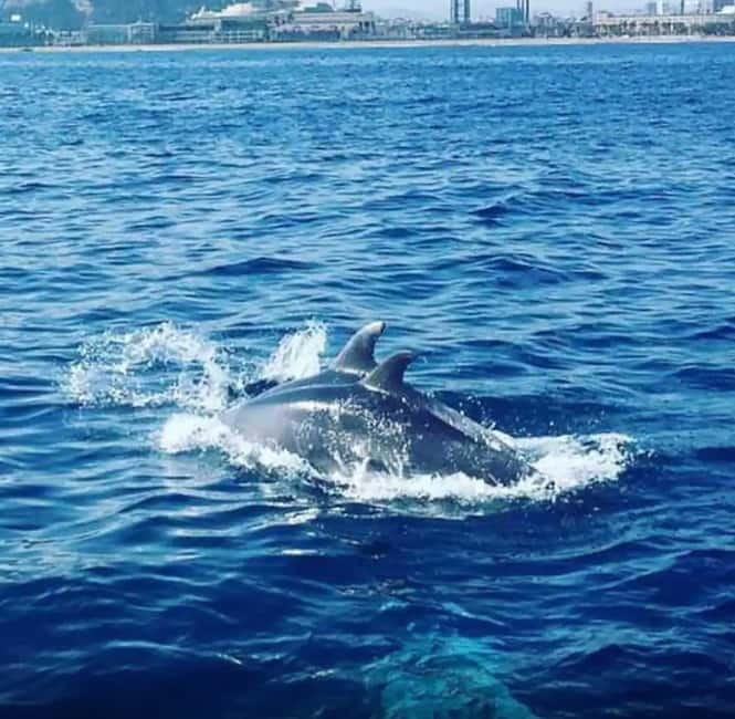 Barcelona: Sailing Tour with Drinks and Snacks - Olympic Harbour meeting spot, dock number 1505, and the small-boat feel