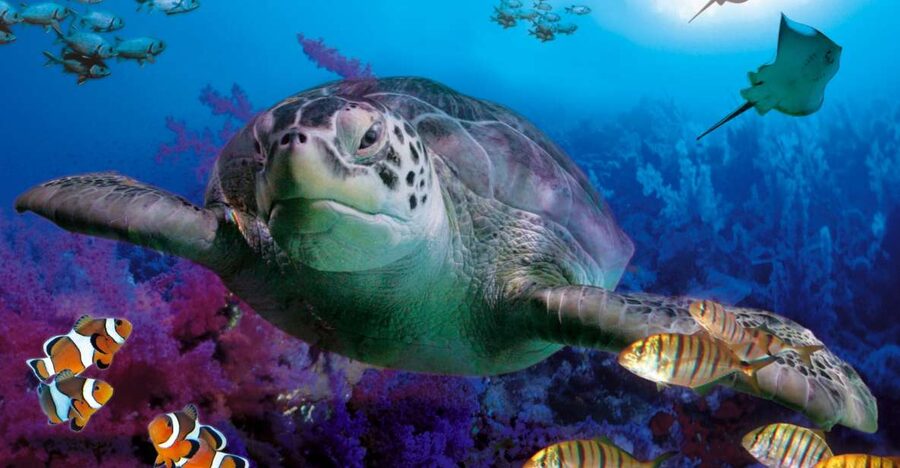 Benalmadena Aquarium Visit - The bio beach rockpools: touching starfish and more