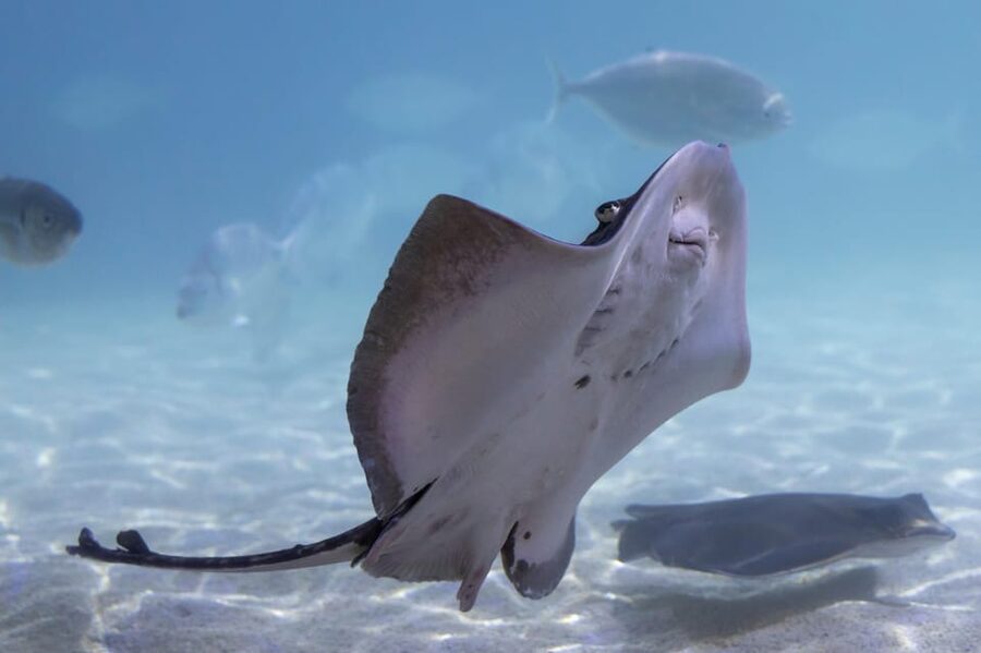 Benalmadena Aquarium Visit - Scheduled fun: creature feeds, quiz trails, and talks