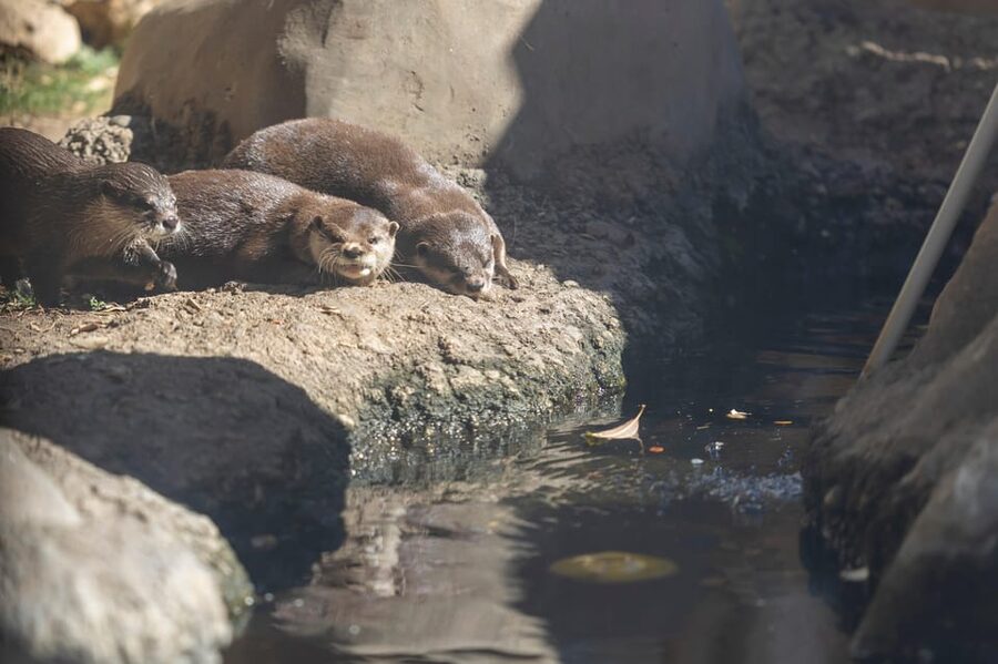 Benalmadena Aquarium Visit - How long to plan, and who this suits best