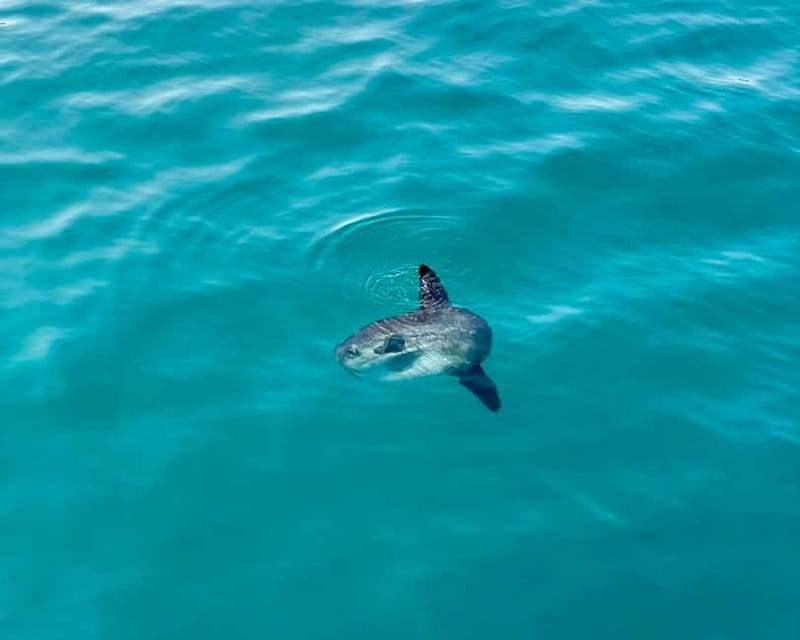 Benalmádena Boat Tour with Snorkeling, Water Slide and Lunch - Dolphin Watching: Wild Chances, Crew Effort, Good Odds