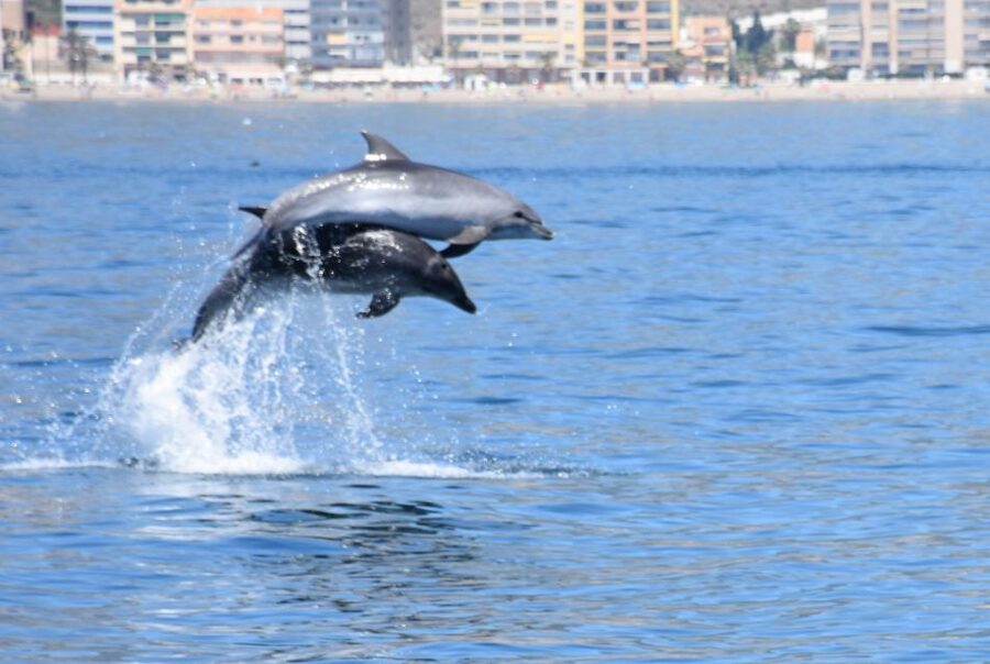 Benalmadena: Dolphin Watching Boat Tour - Key things to know before you go