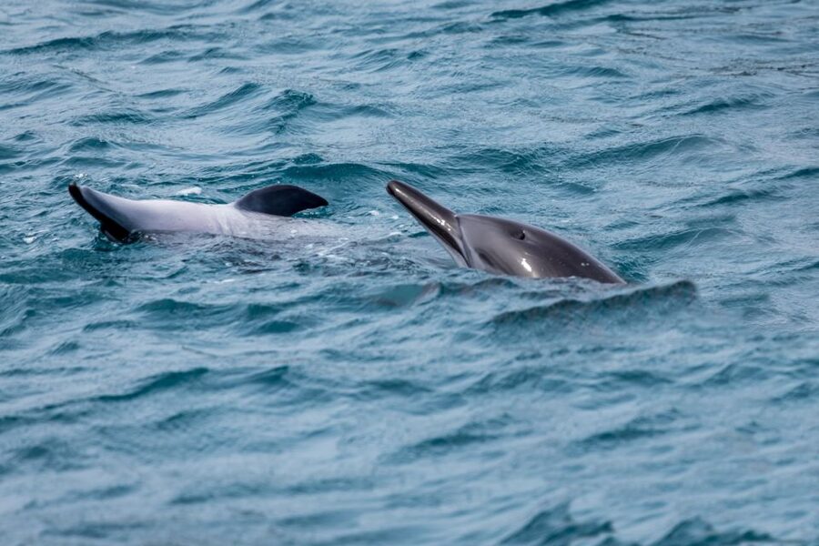 Benalmadena: Dolphin Watching Boat Tour - Seats, sea state, and how to avoid feeling miserable
