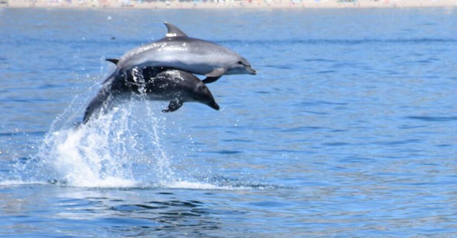 Benalmadena: Dolphin Watching Boat Tour - Price and value: what $22 buys you on the water