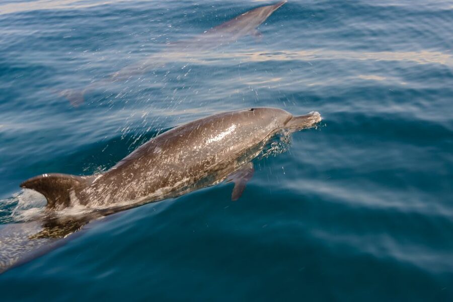 Benalmadena: Dolphin Watching Boat Tour - Coastline views toward Málaga: beaches and the long coastal sweep