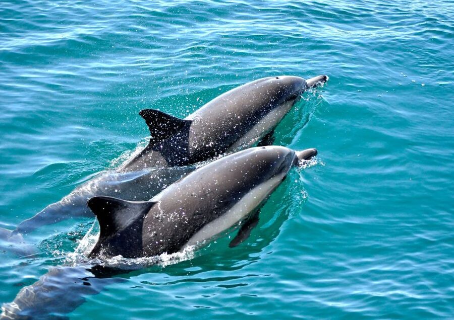 Benalmadena: Private Boat Trip – Dolphins, Drinks & Snacks - Fishing from the deck: gear included, but keep expectations realistic