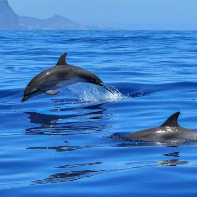 Benalmádena: Sailing & Dolphin Watching with Snacks/Drinks - Sailing Out of Benalmádena: Costa del Sol Views and Dolphin Spotting