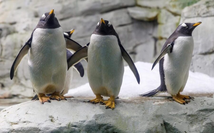 Benalmadena: Selwo Marina Admission Ticket - Dolphins, penguins, and the shows that run the whole experience