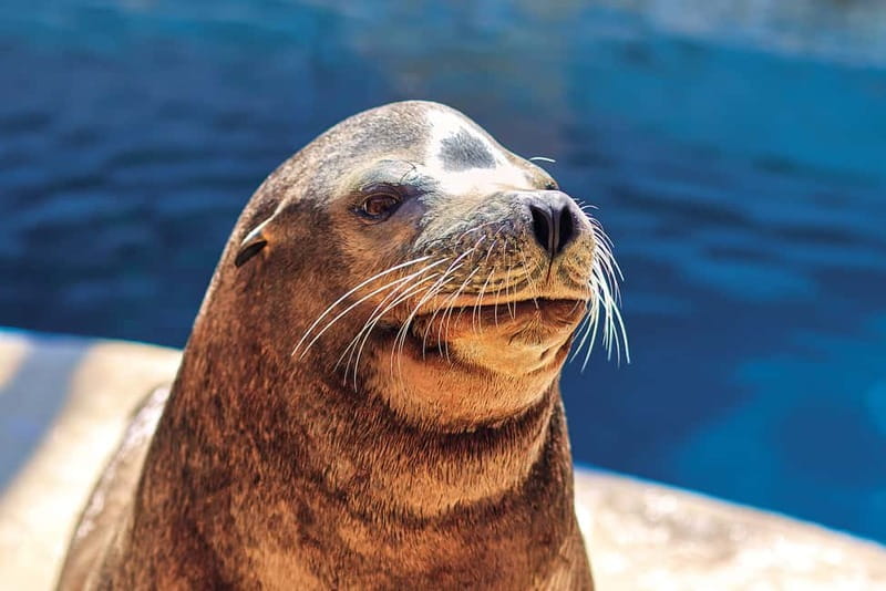 Benidorm: Mundomar Animal Park Entrance Ticket - Why Mundomar Feels Different From a Typical Zoo