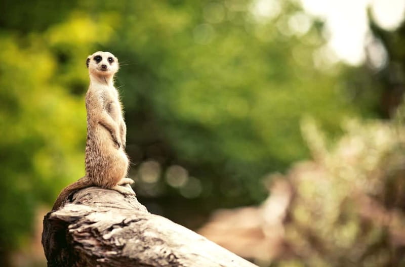 Benidorm: Mundomar Animal Park Entrance Ticket - Photo Opportunities, Touch Experiences, and Extra Costs to Expect
