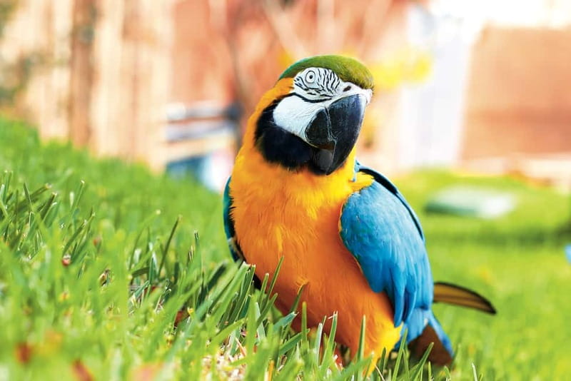 Benidorm: Mundomar Animal Park Entrance Ticket - Ticket Value at $25, and What It Actually Covers