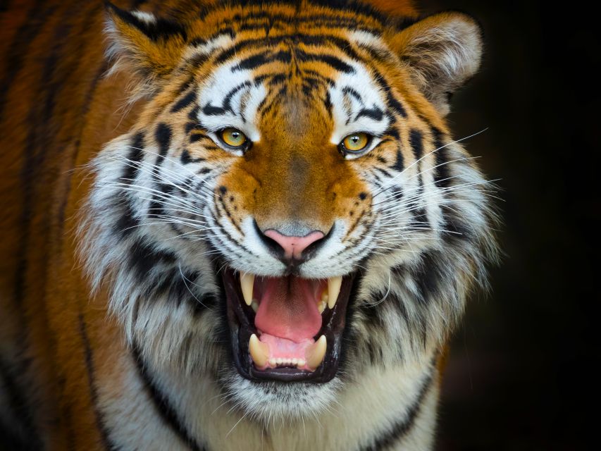 Benidorm: Terra Natura Theme Park 1-Day Tickets - Key highlights at a glance