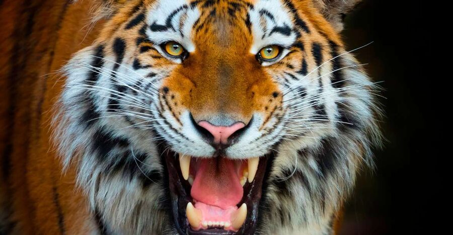 Benidorm: Terra Natura Theme Park 1-Day Tickets - Entering the fire and lava world near the park interior