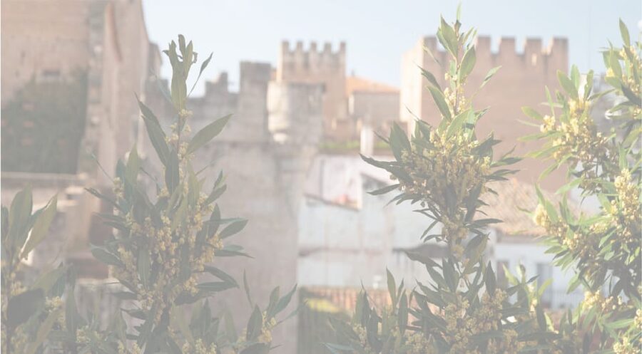 Cáceres: City Highlights Walking Tour with Local Guide - Key highlights worth your attention