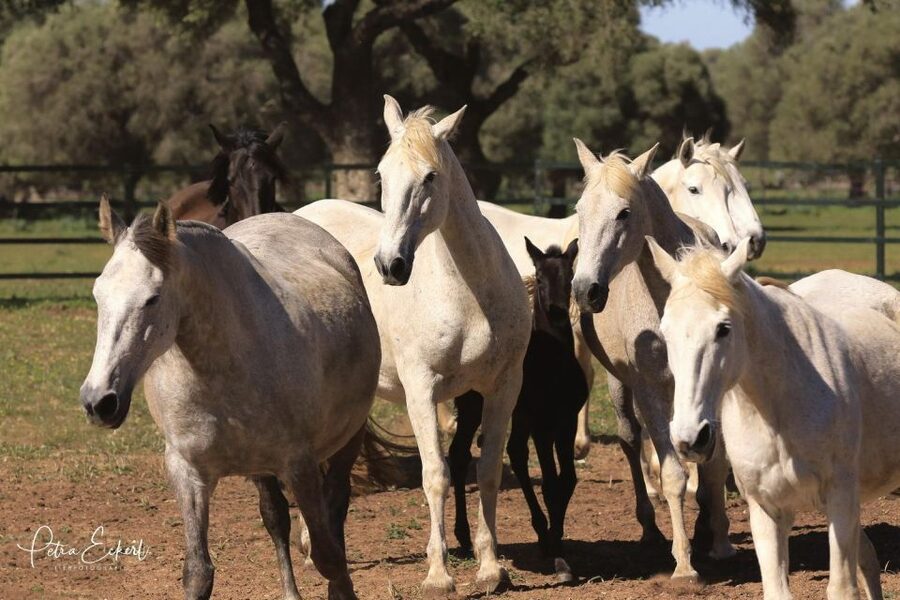 Cadiz: Andalusian Horses and Bulls Country Show - Cadiz Bull and Horse Show at El Carrascal, what it is really like