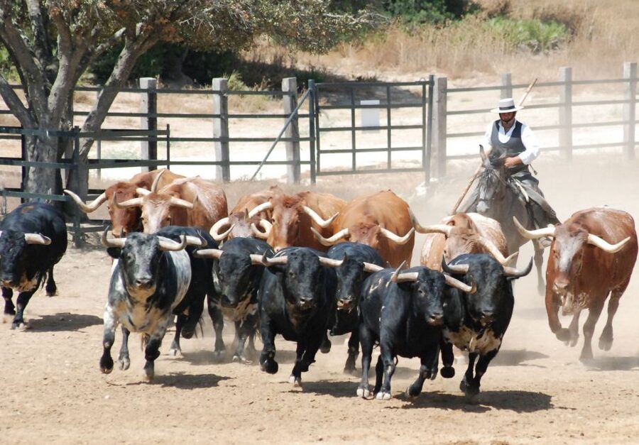 Cadiz: Andalusian Horses and Bulls Country Show - Getting to A Campo Abierto (and what makes the start easy)