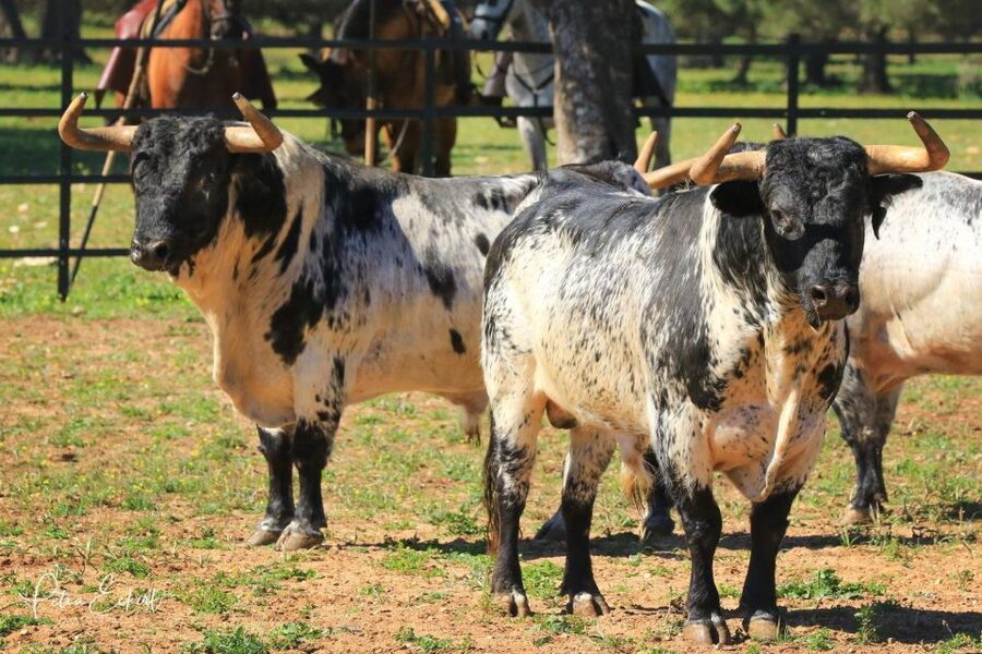 Cadiz: Andalusian Horses and Bulls Country Show - Alvaro Domecq Andalusian horses and dressage you can actually watch
