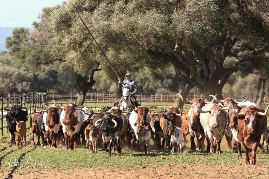 Cadiz: Andalusian Horses and Bulls Country Show - Seats, shade, and comfort: small choices that change your experience